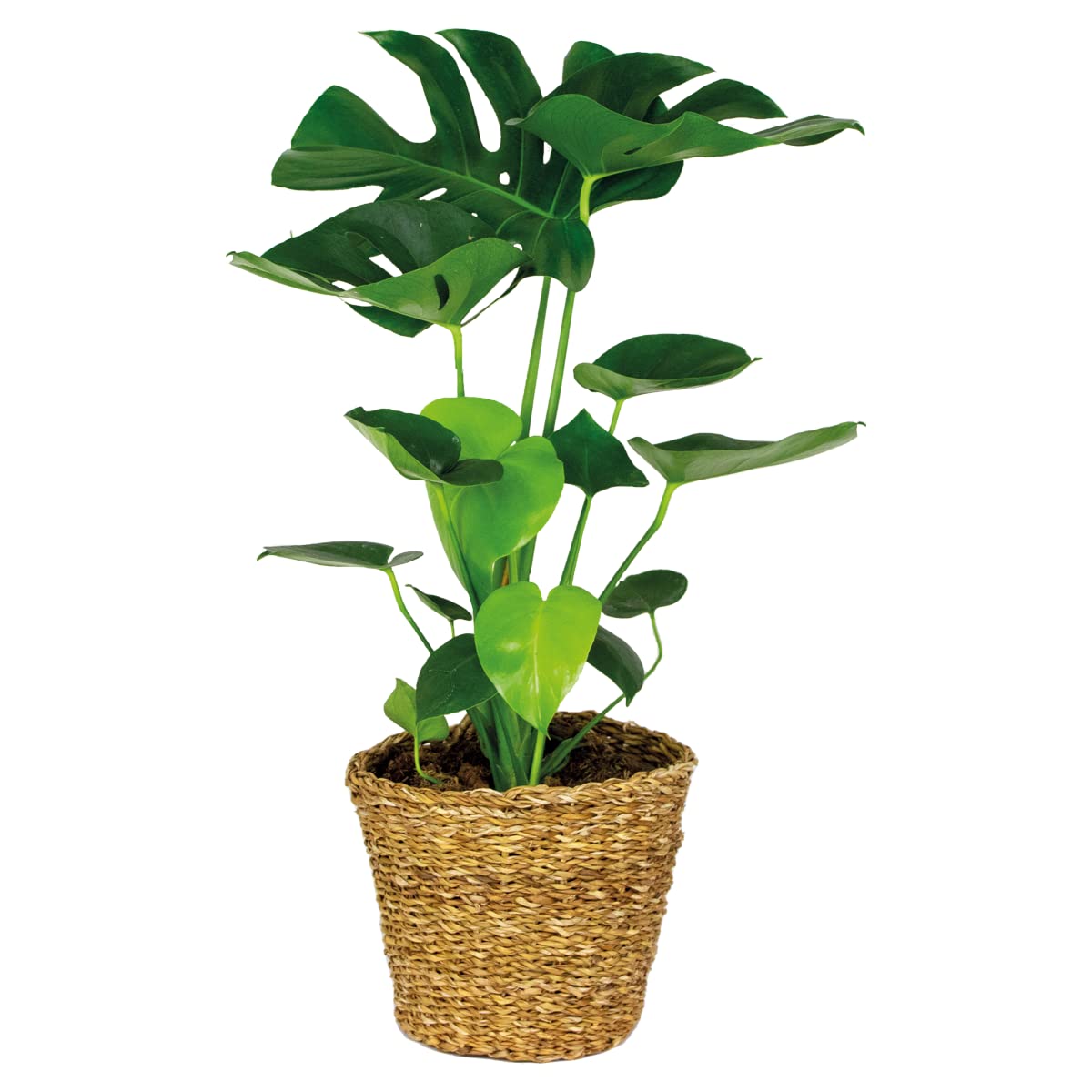 ovata jade plant Jade Plant (Crassula ovata) Care Guide