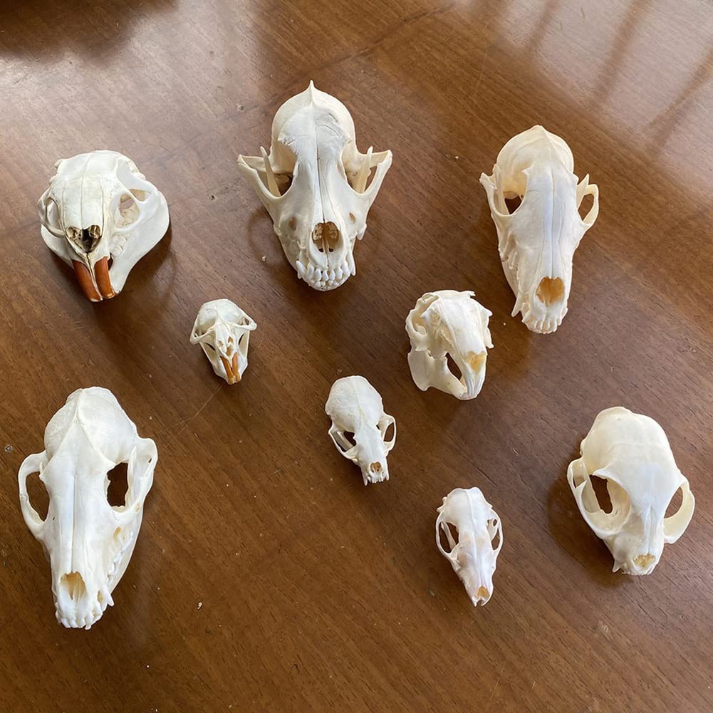 9pcs crâne d'animal réel lot de chat chien renard hérisson ragondin raton laveur rat musqué vison lapin spécimens de crâne pour la décoration de la maison étude d'objets de collection ( Color : Set of
