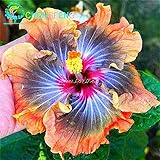 100 Riesen-Hibiskus-Blumensamen Indoor-Mix Farbe Seed DIY Hausgarten Topf oder Hof Blumenpflanze Staude Topf