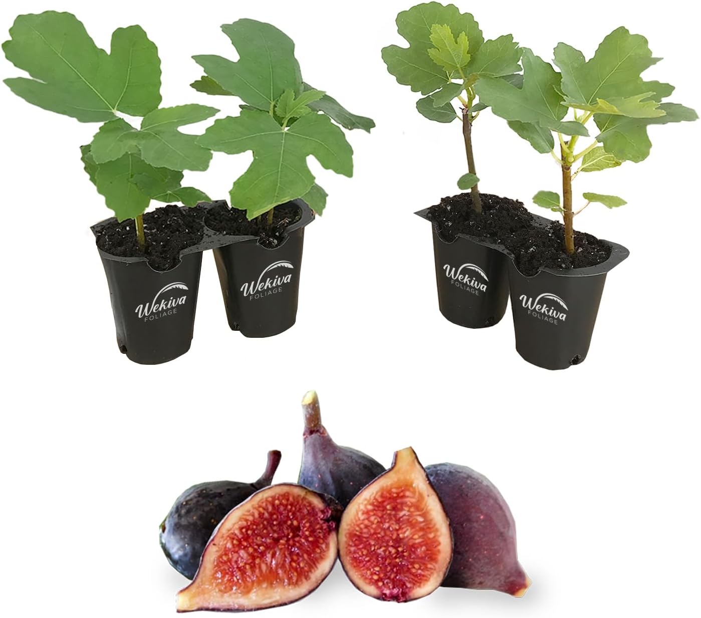 Fig Tree Variety Pack - 2 Live Starter Plants, Easy-Grow Fruit Trees For Garden Or Patio