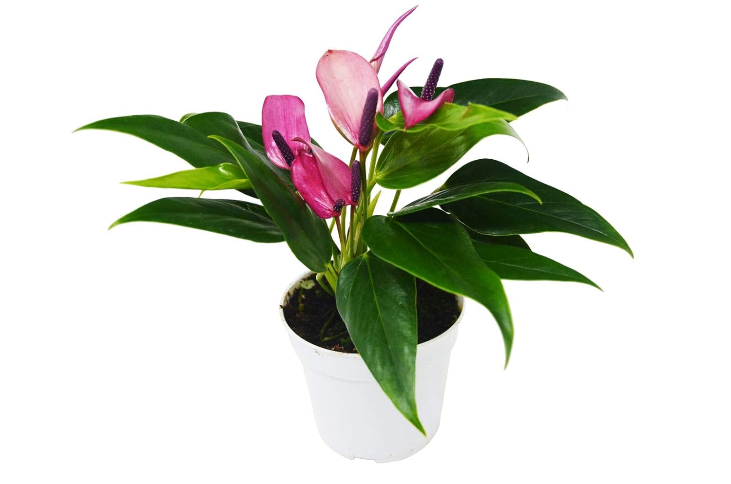 Anthurium Purple Live House Plant 4" Pot Free Care