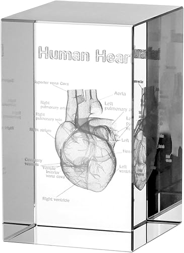QWORK Pisapapeles modelo anatómico de corazón humano 3D en cubo de cristal - Regalo educativo de ciencia, para decoración del hogar, oficina y café
