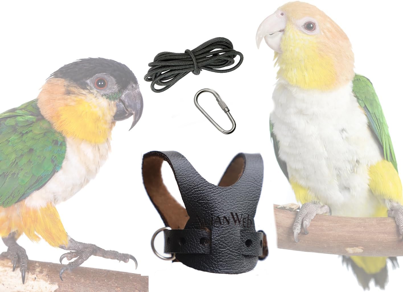 EZ Caique Parrot Harness (Black, Standard (Avianweb inscribed))