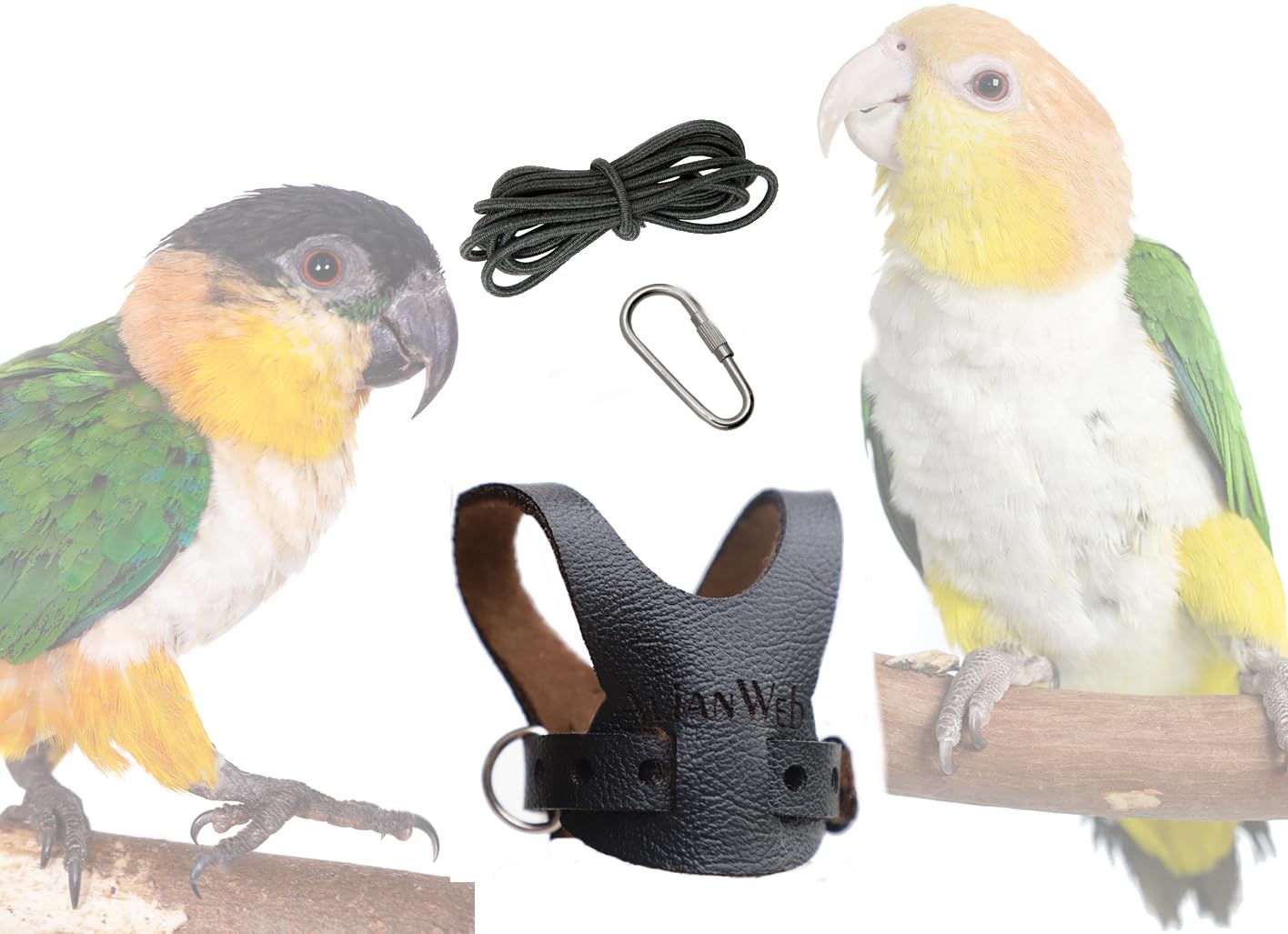 EZ Caique Parrot Harness (Black, Standard (Avianweb inscribed))
