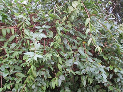 Immergrnes Geiblatt - Lonicera Henryi - Kletter-/Schlingpflanze, robust,  starker Wuchs, 40-60 cm : Amazon.de: Garten
