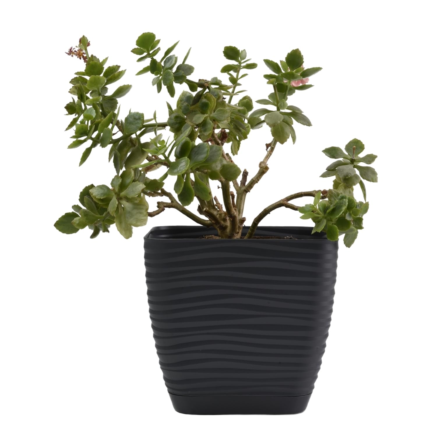 B2c Anthracite Plant Pot Flowerpot Square Plastic Modern Decorative Wave Grooves Textured Elegant & Modern With Saucer (, 15Cm)