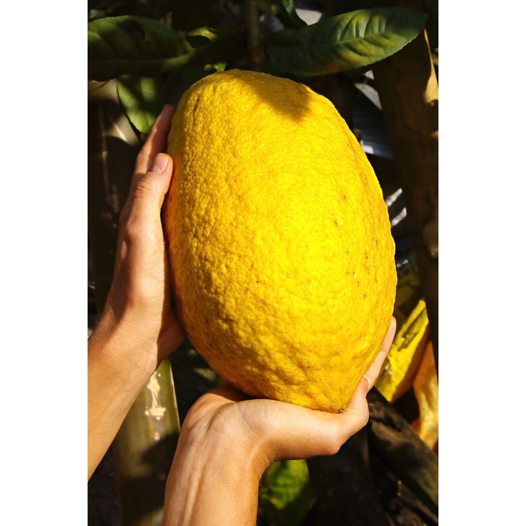 Citrus Medica ‘Cedro’ – Ornamental Citrus Tree with Large Aromatic Fruits, Evergreen Foliage & Year-Round Fragrant Flowers – Ideal for Patio, 20cm Pot x2, By Thompson & Morgan