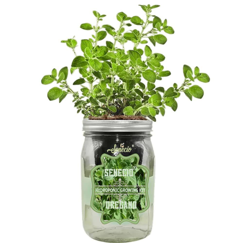 SENECIO Oregano Mason Jar Hydroponic Herb Kit with Net Cup & LIGHTWEIGHT EXPANDED CLAY AGGREGATE Kitchen Garden Live Plant