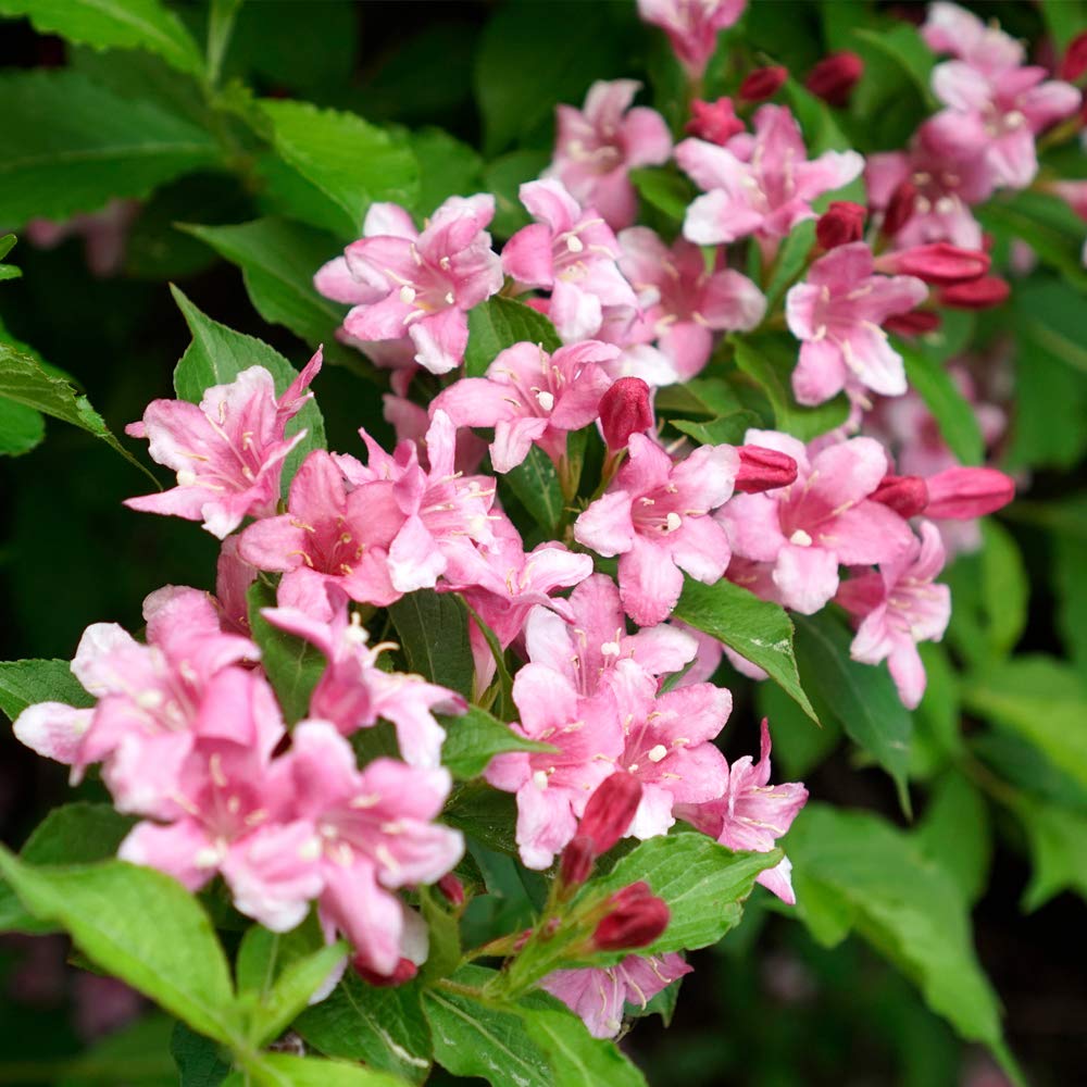 Thompson & Morgan Hardy Perennial Weigela ‘Pink Poppet’, Flowering Dwarf Shrub, Potted Garden Plants Ideal for Cottage Gardens, Patio and Containers (1 x 9cm Pot) — image 1
