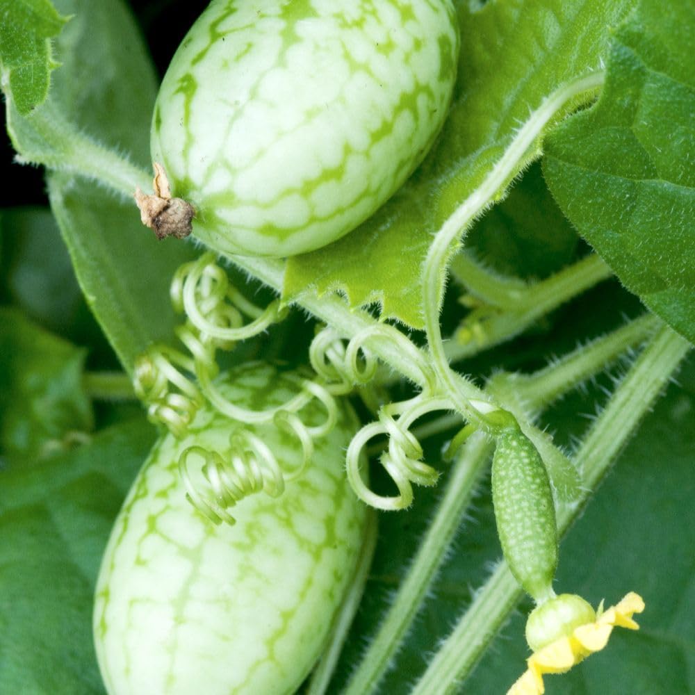 Mr. Men™ Little Miss™ Cucamelon 'Melothria' Seeds – Fast-Growing Mini Melon Vine, Drought Tolerant, Delicious Cucumber-Lemon Flavoured Fruits, 1 x Packet 15 Seeds, By Thompson & Morgan