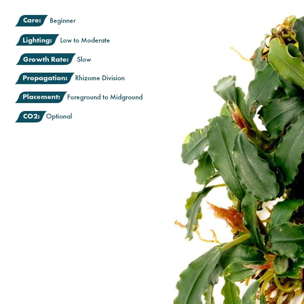Amazon.com: SubstrateSource Bucephalandra Titan #2 Live Aquarium
