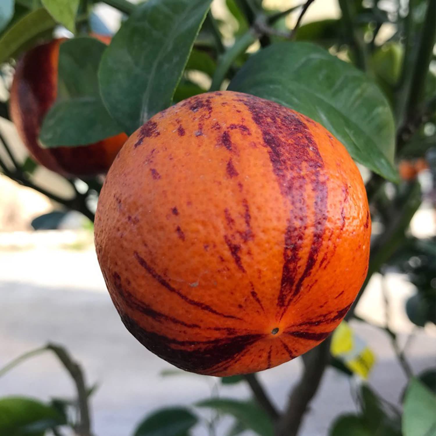 SAVINI VIVAI Zitronenpflanze, Zitrusbaum Lemon Arcobal im 20 cm Topf, Höhe 70 cm, 2-3 Jahre Veredelung, hergestellt in Italien