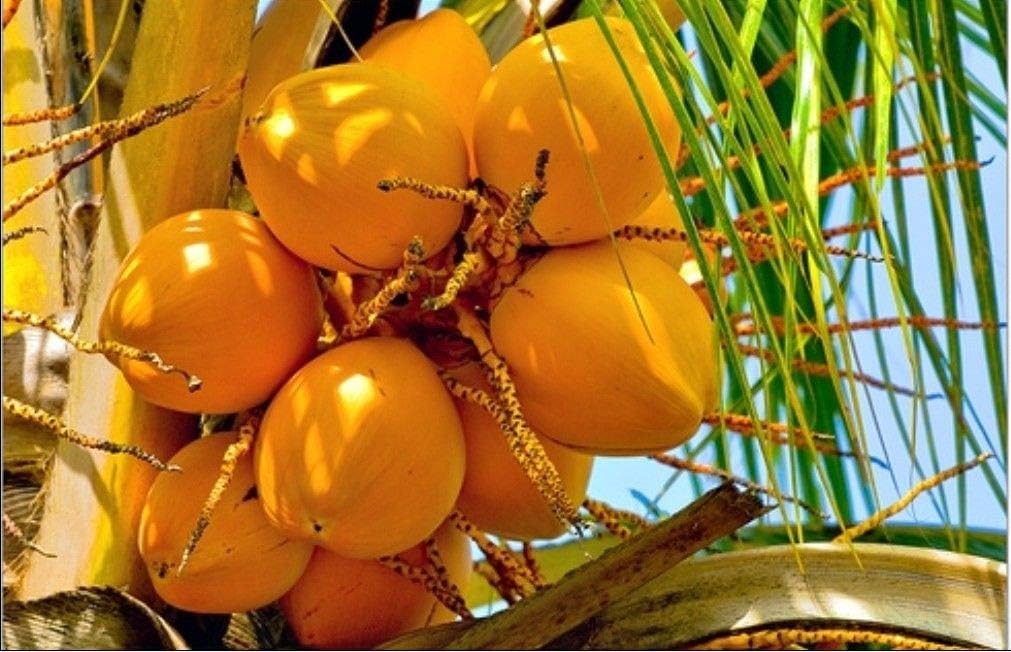 SOPHISTICATE Organic Seeds: Yellow Coconut Palm Tree Exotic Palm - Miami Yellow Coconut Sprouted Tree Live