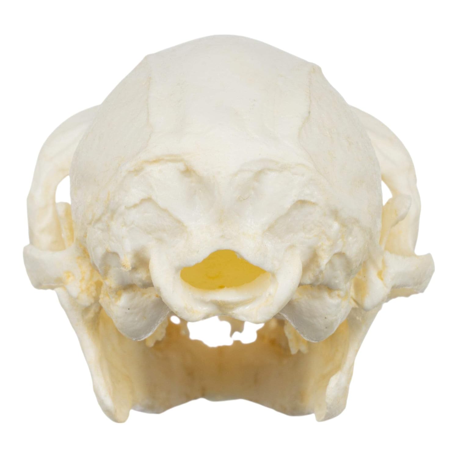 Ruffed Lemur Skull (Teaching Quality Replica)