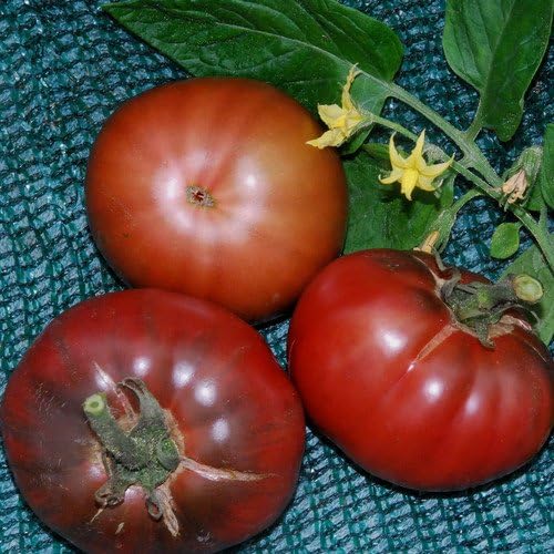 Plant World Seeds Tomato Black Krim Seeds (Tomato Seeds) Amazon.co
