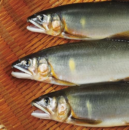 四万十川の天然鮎(小)500g(約6〜9匹)