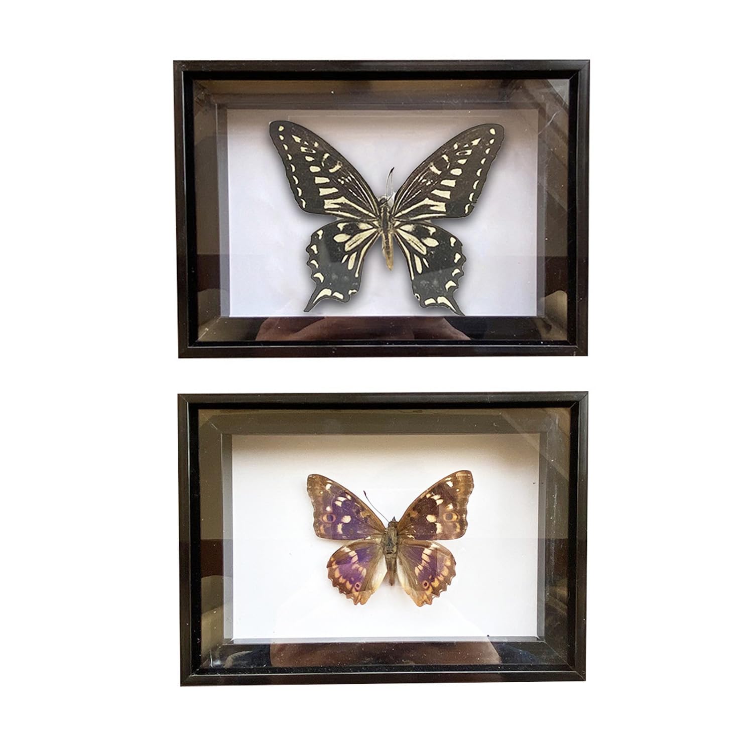 CXUEMH 2 Pcs Framed Butterfly Real Butterfly Specimens Taxidermy Butterfly in Frame Insect Collection Home & Office Desktop Decor Craft Gift for Men Women (Black G)