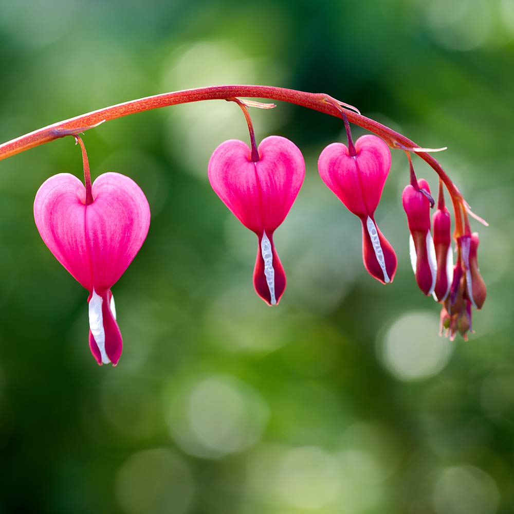 Touch Of ECO 2 Pink Bleeding Heart Bare Roots