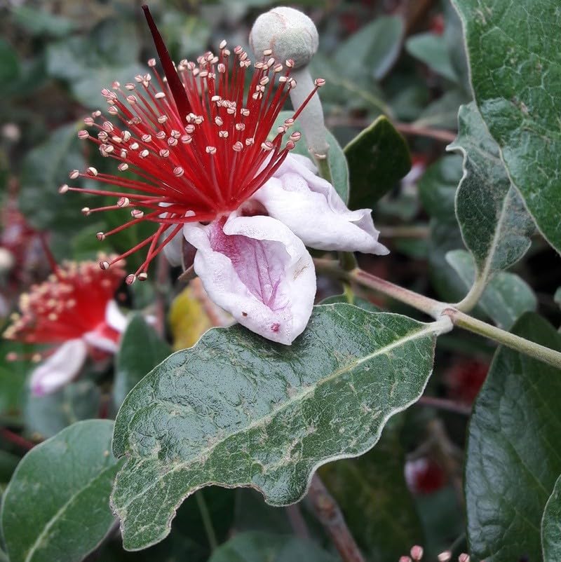 Colore: Rosa Pianta Feijoa