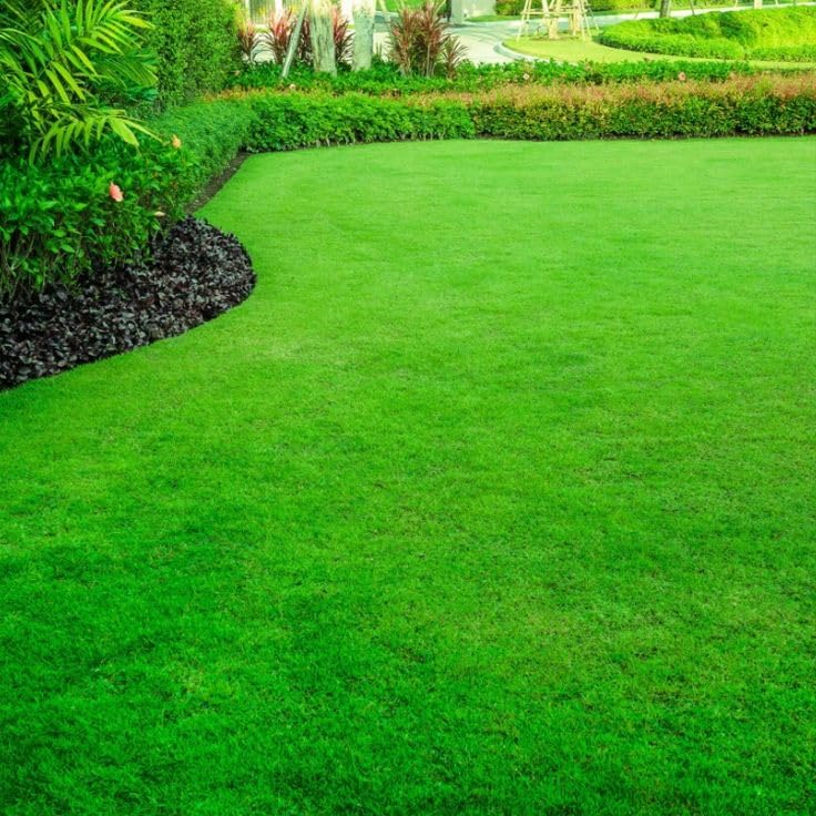 Best bermuda grass seeds | Green grass seeds Pack of 8500