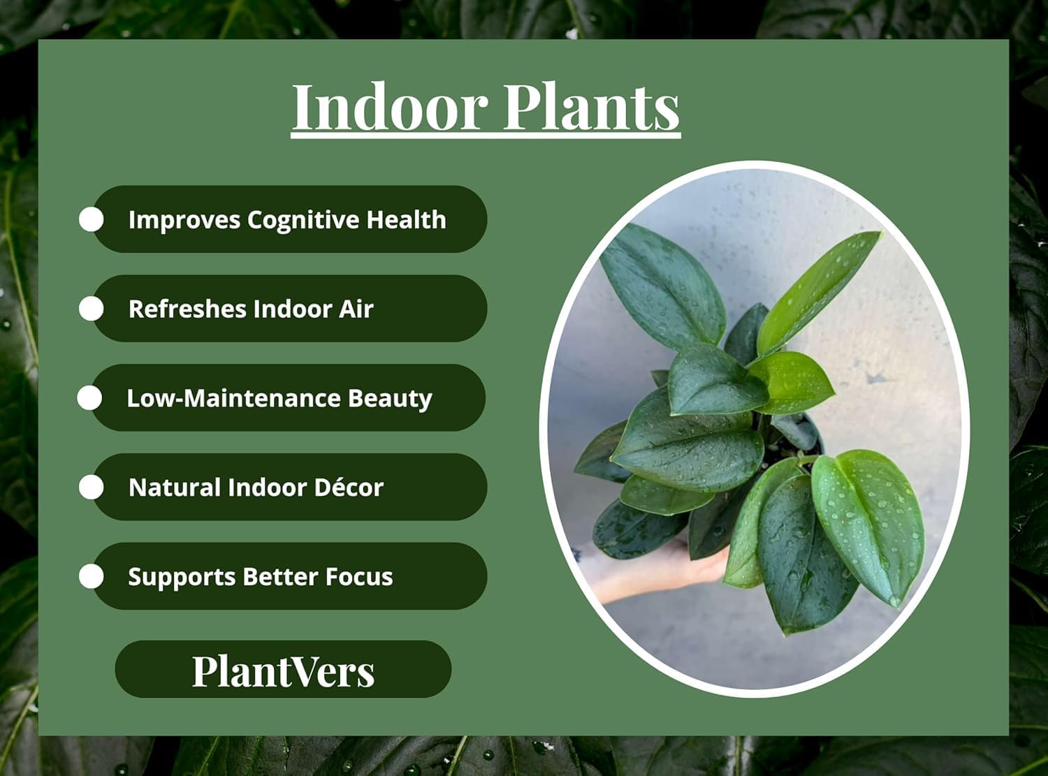 PLANTVERS Scindapsus Treubii ‘Moonlight’ in 4" Grow Pot – Rare Silver-Green Vining Plant – Trailing Indoor Plant - Air Purifying Plant - Tropical Houseplant