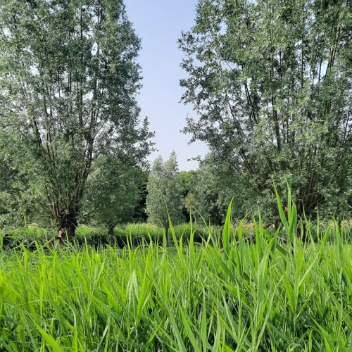 Episode 96 - Amélie Nguyen - Ecopop - Parc des Libellules - Visé cover art