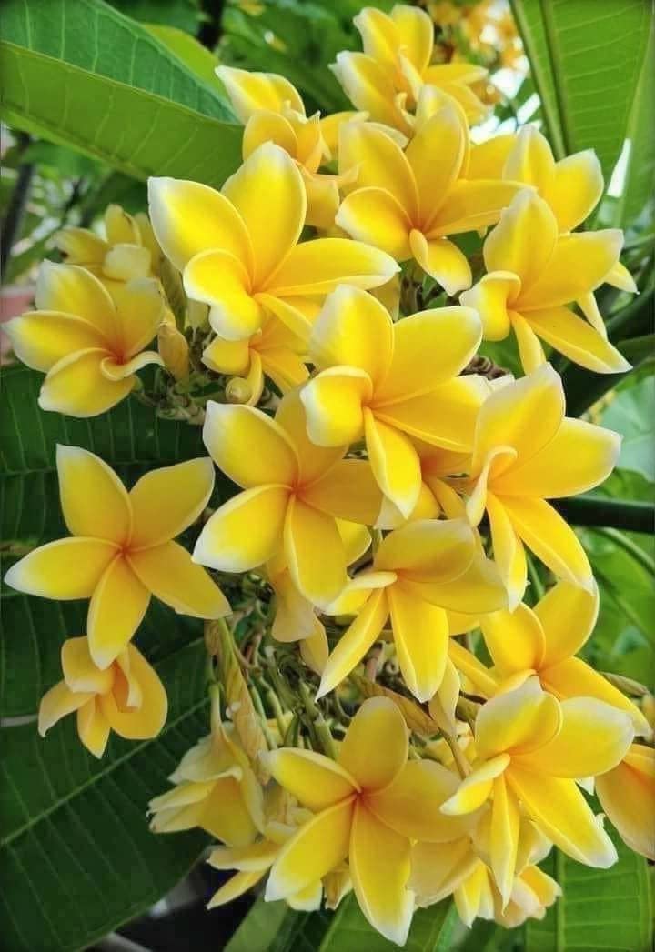 Zomoloco_Plumeria Plant-Plumeria Flower Yellow White Live Plant [CF101] (B0BHSMXPTC) Amazon Price History, Amazon Price Tracker