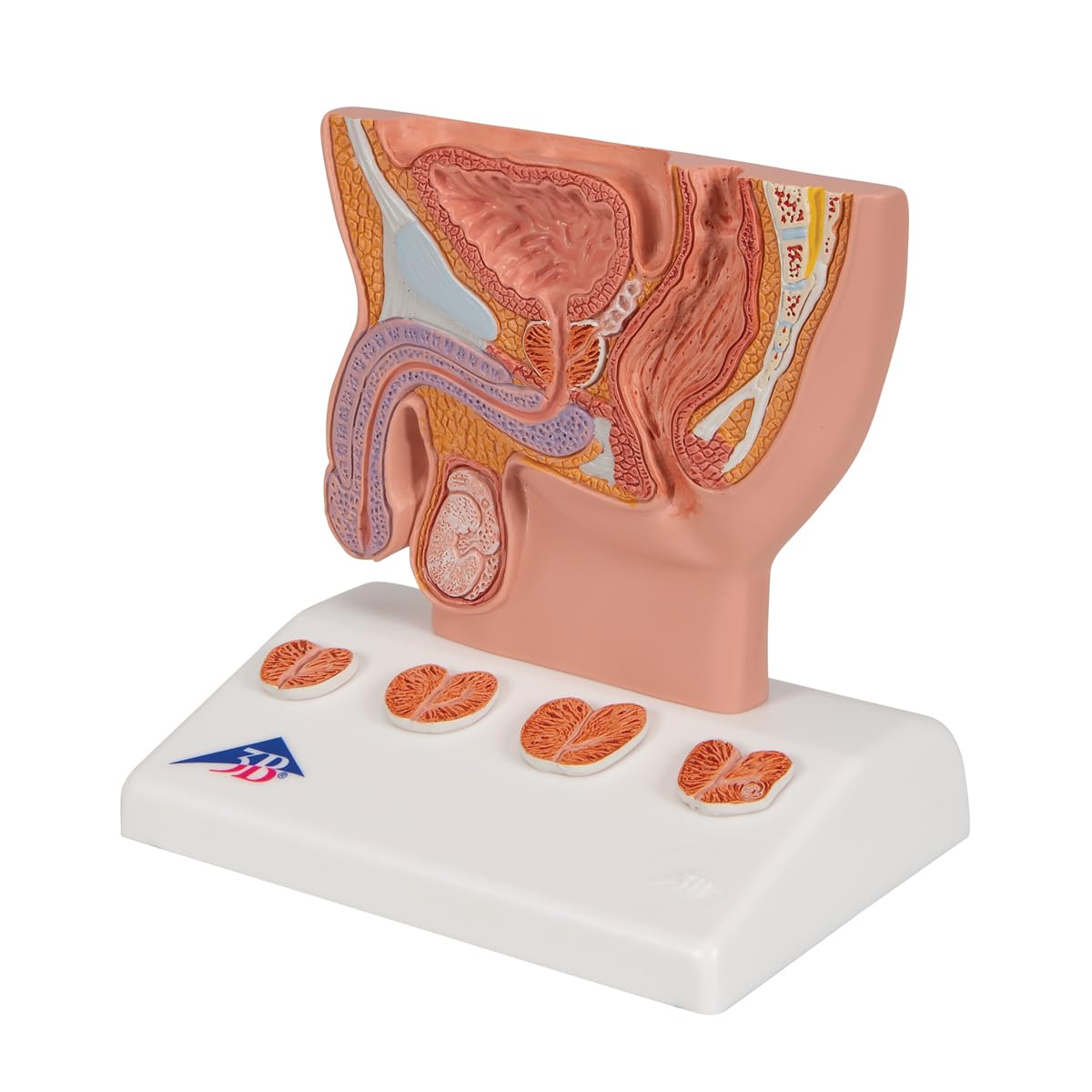 3B Scientific K41 3B Smart Anatomy model prostaty, 1/2 naturalny rozmiar