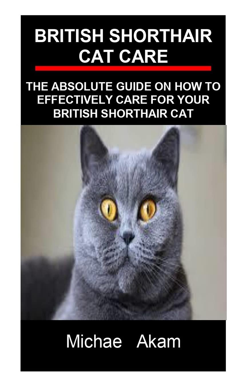 Buy British Shorthair Cat Care British Shorthair Cat Care The