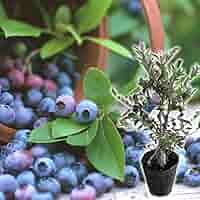 Amazon.co.jp: ブルーベリー【選べる品種】（全20種）（5年生）7