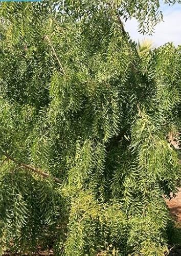 �y��q�zAzadirachta indica���C���h�Z���_��/�~���N���j�[������������q5�� [���s�A���i]