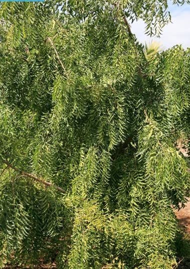 Amazon.co.jp: 【種子】Azadirachta indica◇インドセンダン/ミラクル