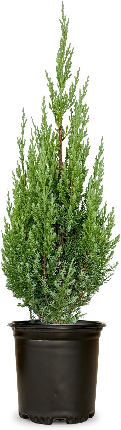 Plants by Mail Blue Point Juniper (Tree, Bush, Evergreen, Fragrant), 2.5 Quart
