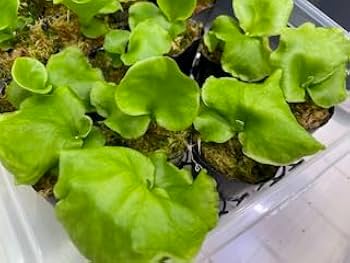 K*n様 ridleyi nano 引取限定　ビカクシダ Platycerium ridleyi nano from @katsu_hibino 全方位からの鑑賞