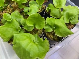 Amazon｜frog_yamato【ridleyi nano】リドレイ ナノ 細葉 ビカクシダ