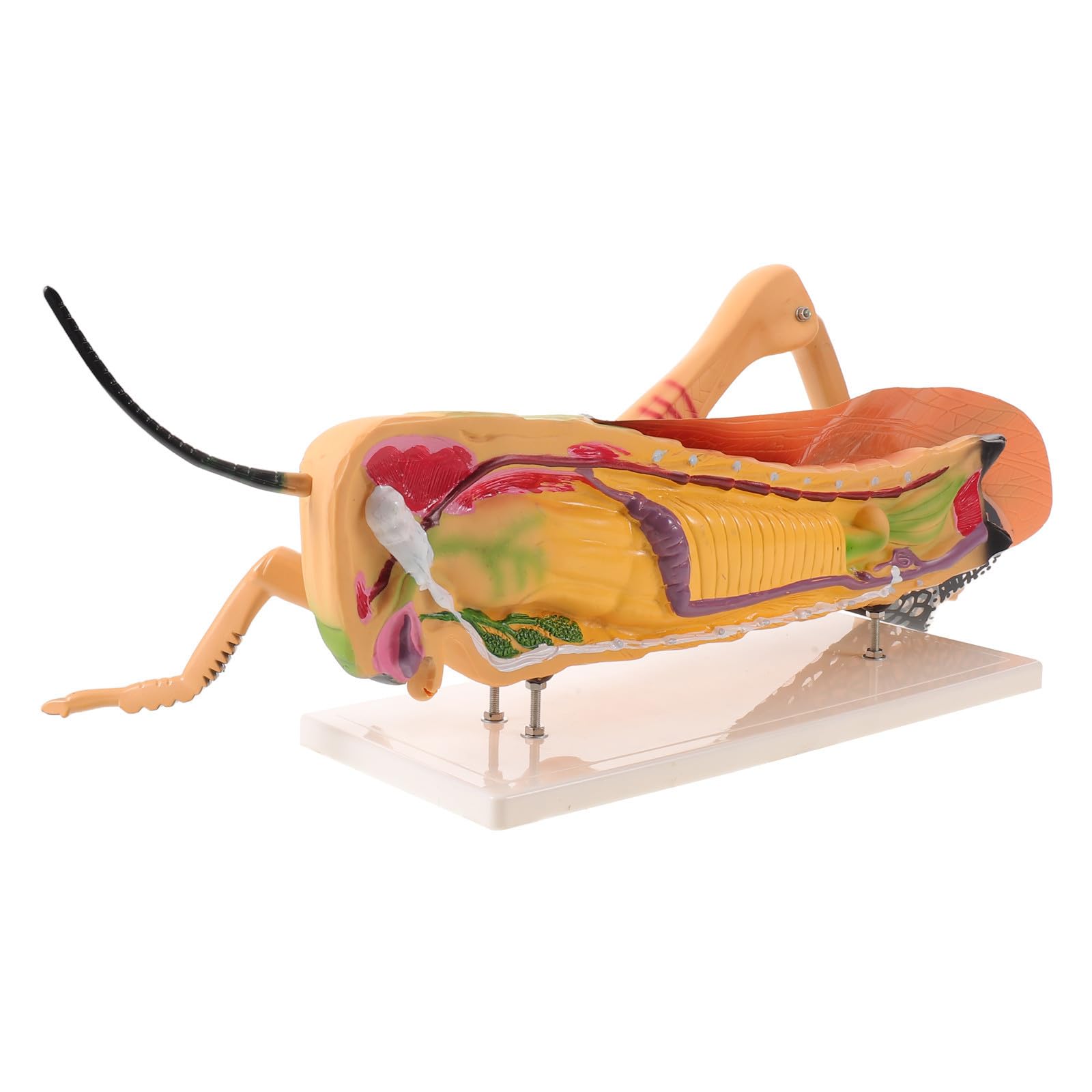 Modèle de Sauterelle en Pvc Organes Détachables, Structure Amovible pour Apprentissage Biologie en Laboratoire et Enseignement Scientifique