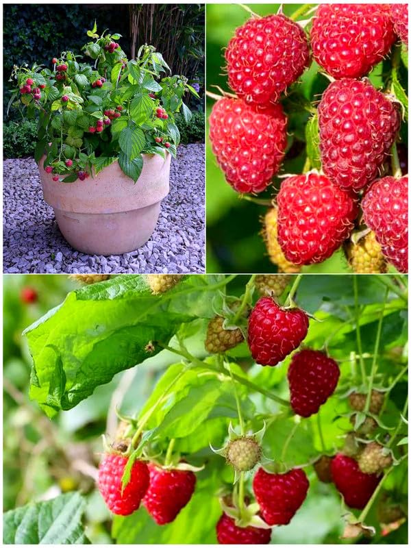 Raspberry plants live (Pack of 2 Healthy live plant)-image-44