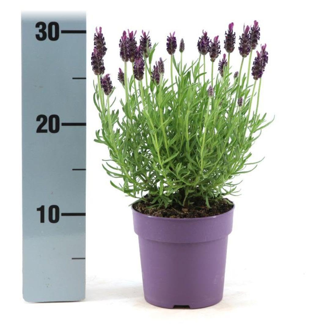 Lavanda Stoechas Anouk, per Giardino, Viola, Set da 6 Pezzi, Vaso 12 cm