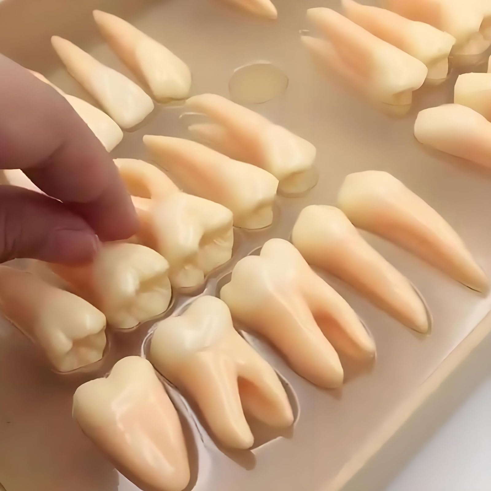 Juego de 32 modelos de dientes permanentes de resina educativa para demostración dental para enseñar y estudiar anatomía.