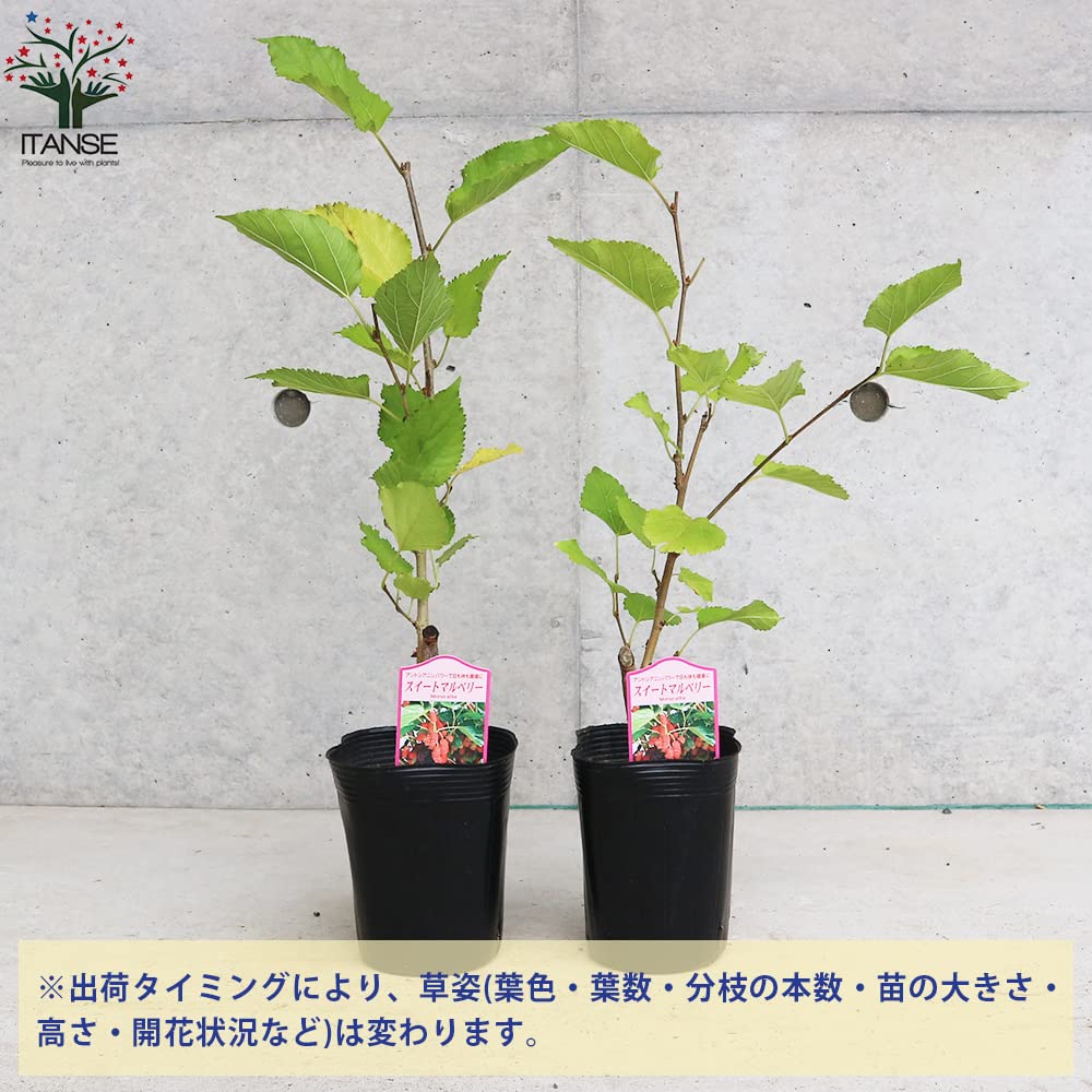 Amazon.co.jp: ITANSE スイートマルベリー 3.5号ポット