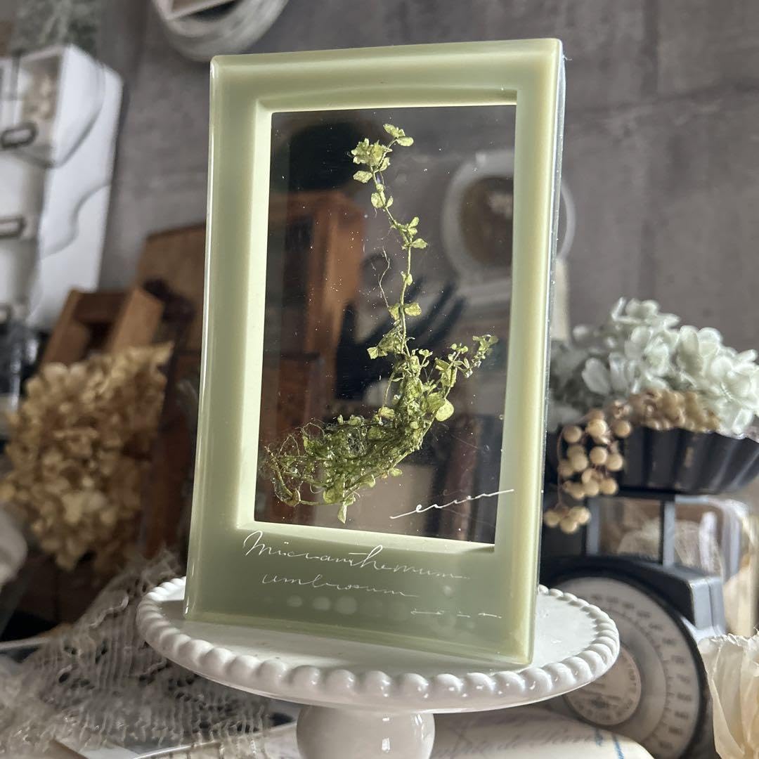 Amazon.co.jp: errer 根っこ付き水草 筆記体 植物標本 アンティーク