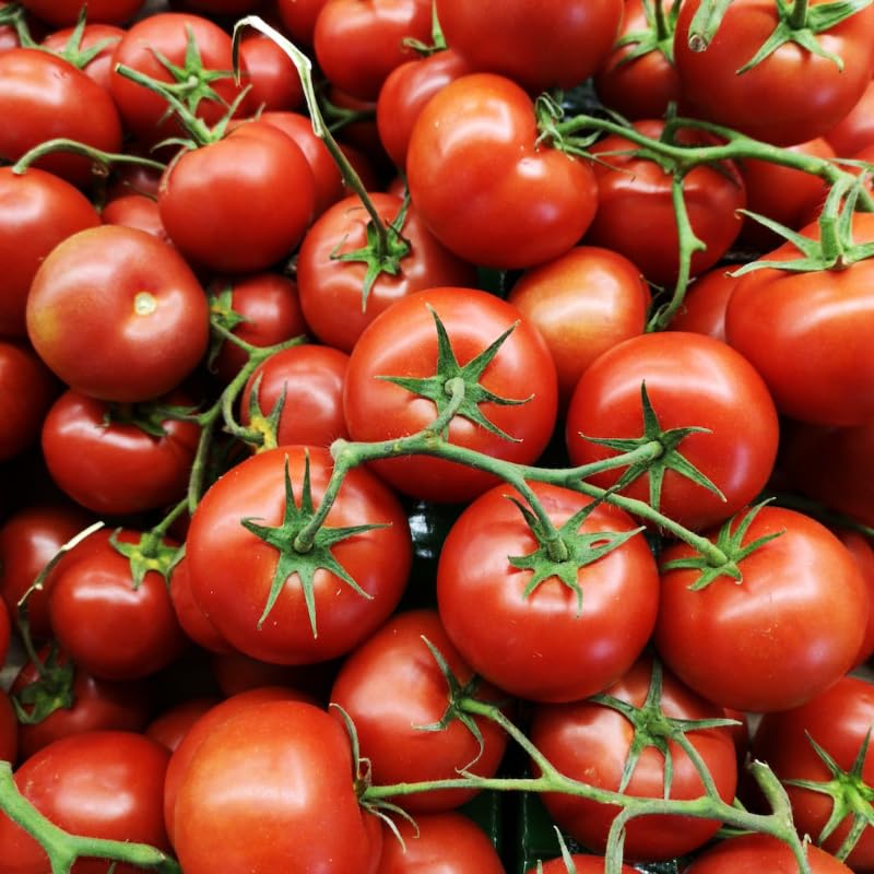 Alicante Tomato Seeds – 30 Fresh Tomato Seeds – Plant and Grow Your Own Vegetables Ideal for Greenhouse, Garden, Polytunnel, Growbags, Large Pots or Containers - Packed in The UK by Meldon Seeds