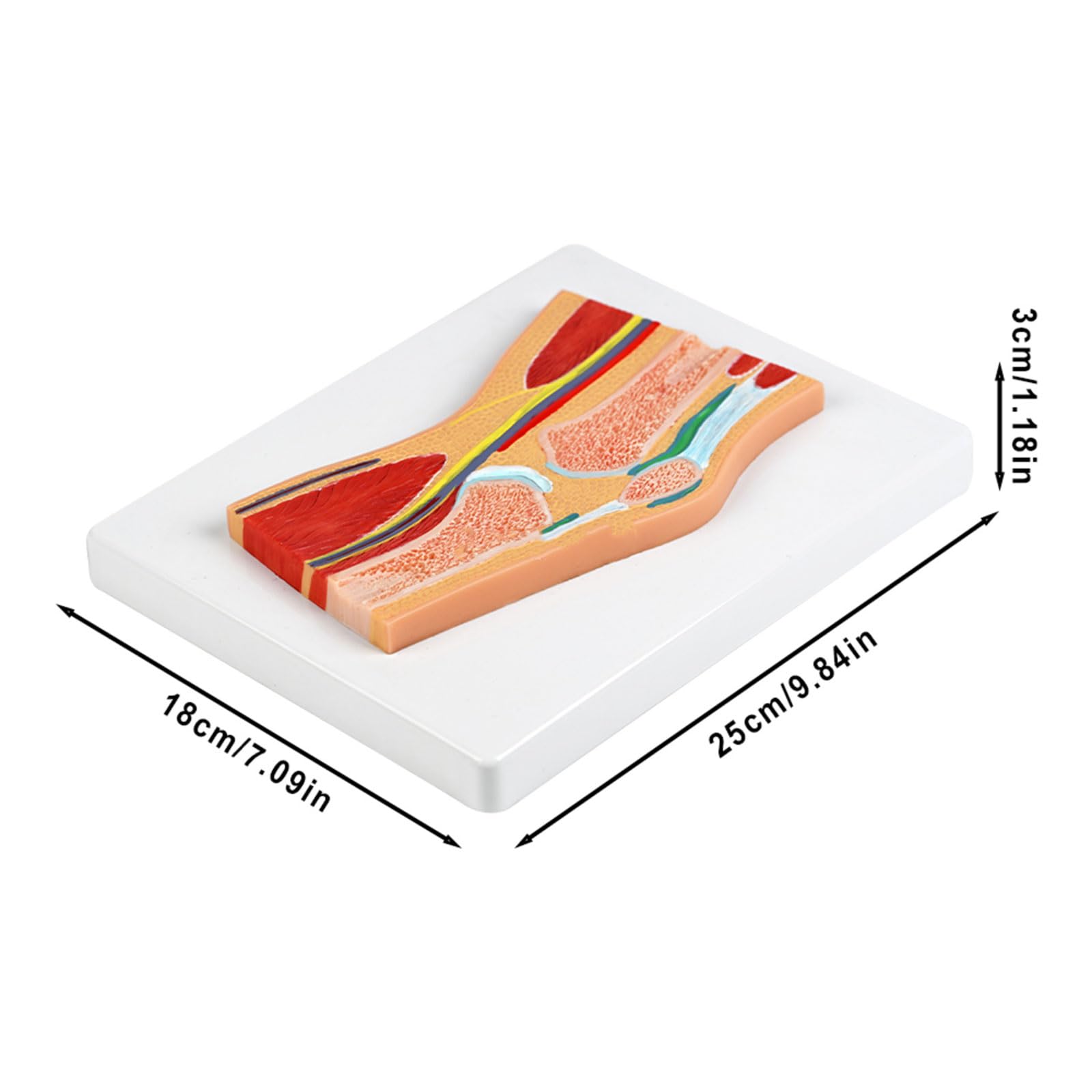 Anatomiczny model rzepki stawu kolanowego ze szczegółowymi więzadłami mięśni do treningu klinicznego i demonstracji w klasie, model kolana z PCW