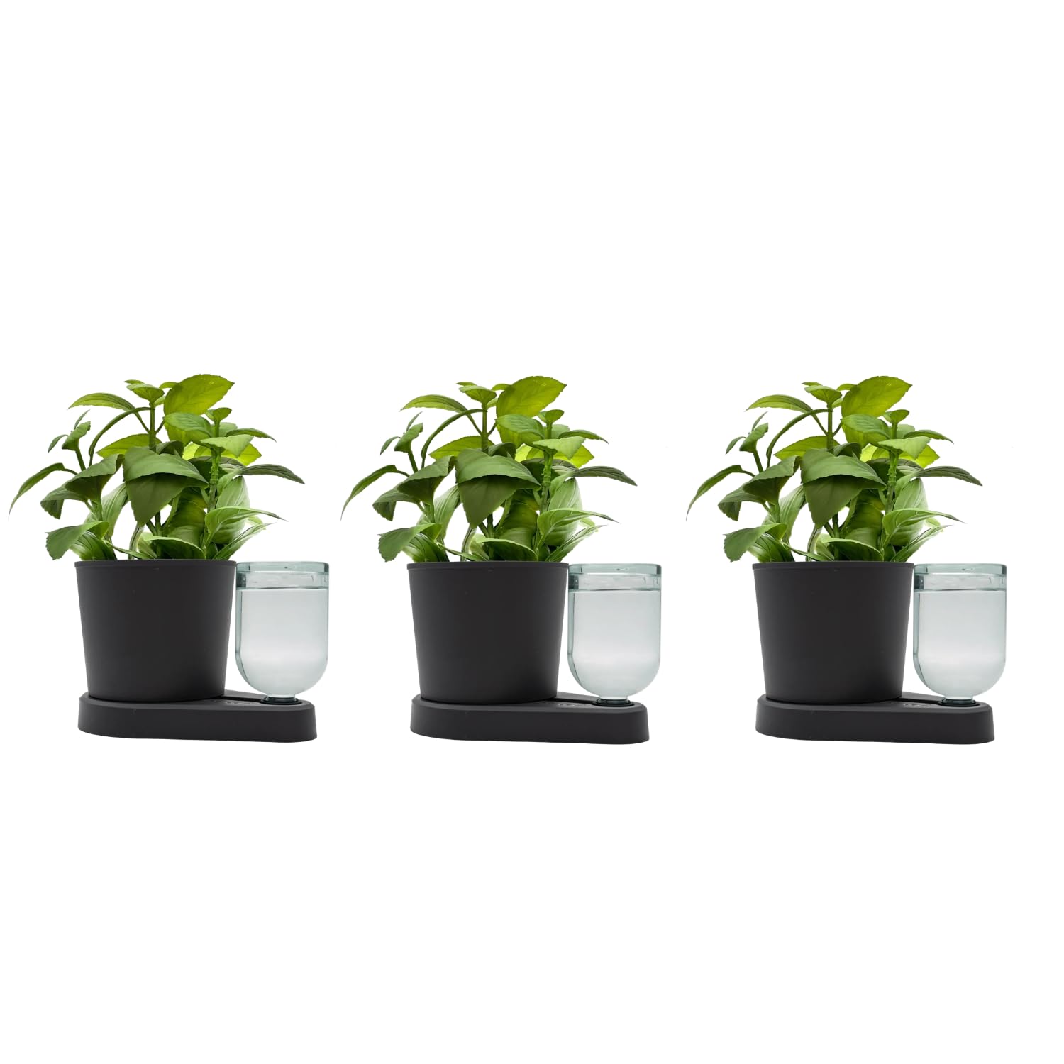 greevi Kräuterheld – Lot de 3 Pots à Herbes aromatiques Auto-arrosants avec réserve d'eau, fabriqués en Allemagne, Bouteilles en Verre et Pots en Plastique, Noir