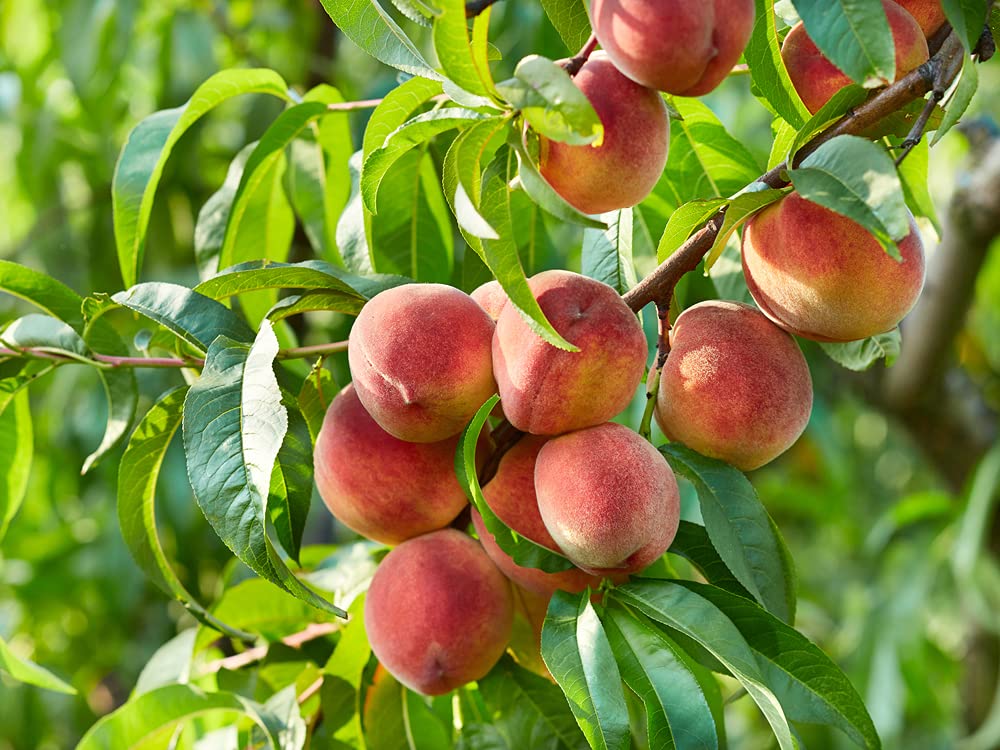 Lovell Peach Fruit Tree Seeds, (Prunus persica), 2 Heirloom Seeds Per