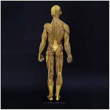 Amazon.co.jp: 人体解剖図 - 23.6 インチ筋肉解剖モデル - 人体