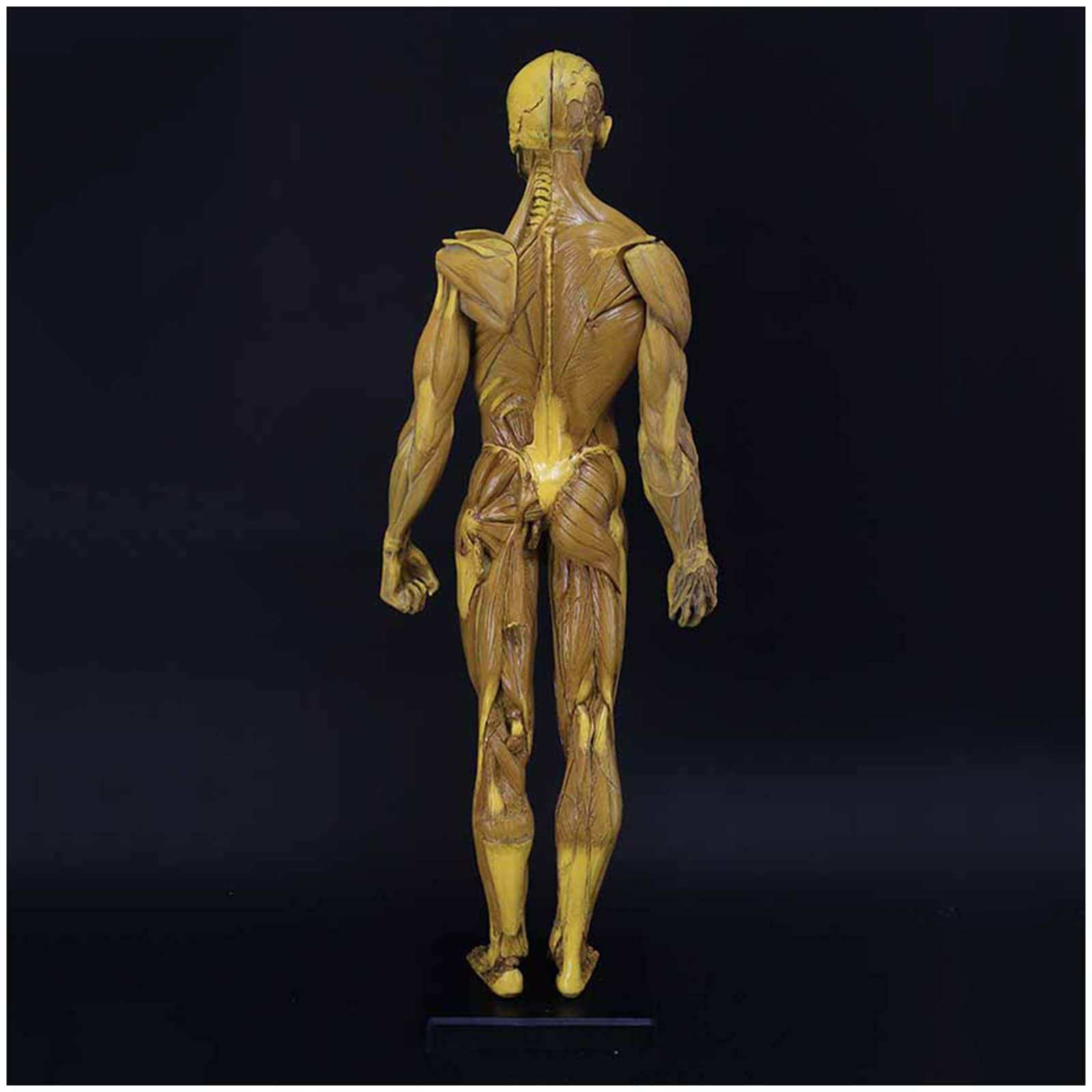 Figura de anatomía humana Modelo de anatomía muscular de 23,6 pulgadas - Figuras masculinas femeninas musculoesqueléticas del cuerpo humano Referencia anatómica
