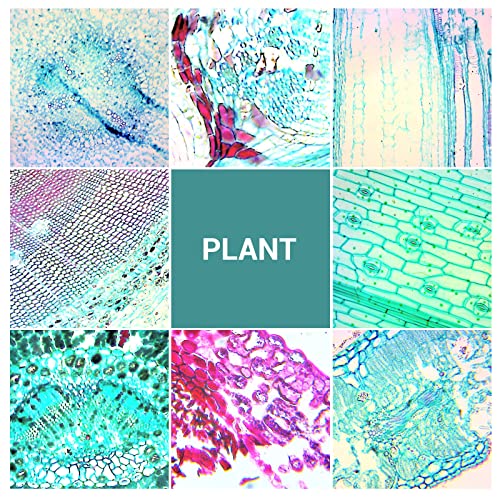 Image of 100Pcs Prepared Microscope Slides with Specimens for Kids Science Learning | Optical Glass Slides with Insect Plant Animal Human Tissue Sample, Students Homeschool Lab Classroom Education