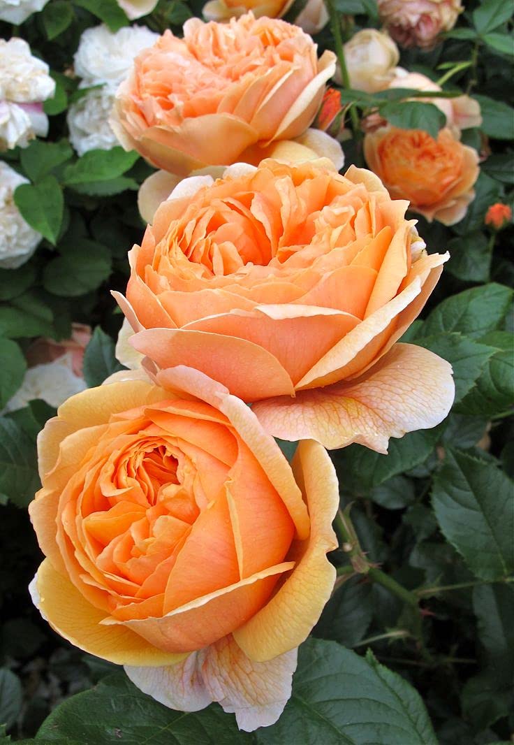 Mphmi Plant Rose (Lotus, Orange) - Plant Plant Plant Mini rose, Rosa, Gulab (B08V5GSX1B) Amazon Price History, Amazon Price Tracker