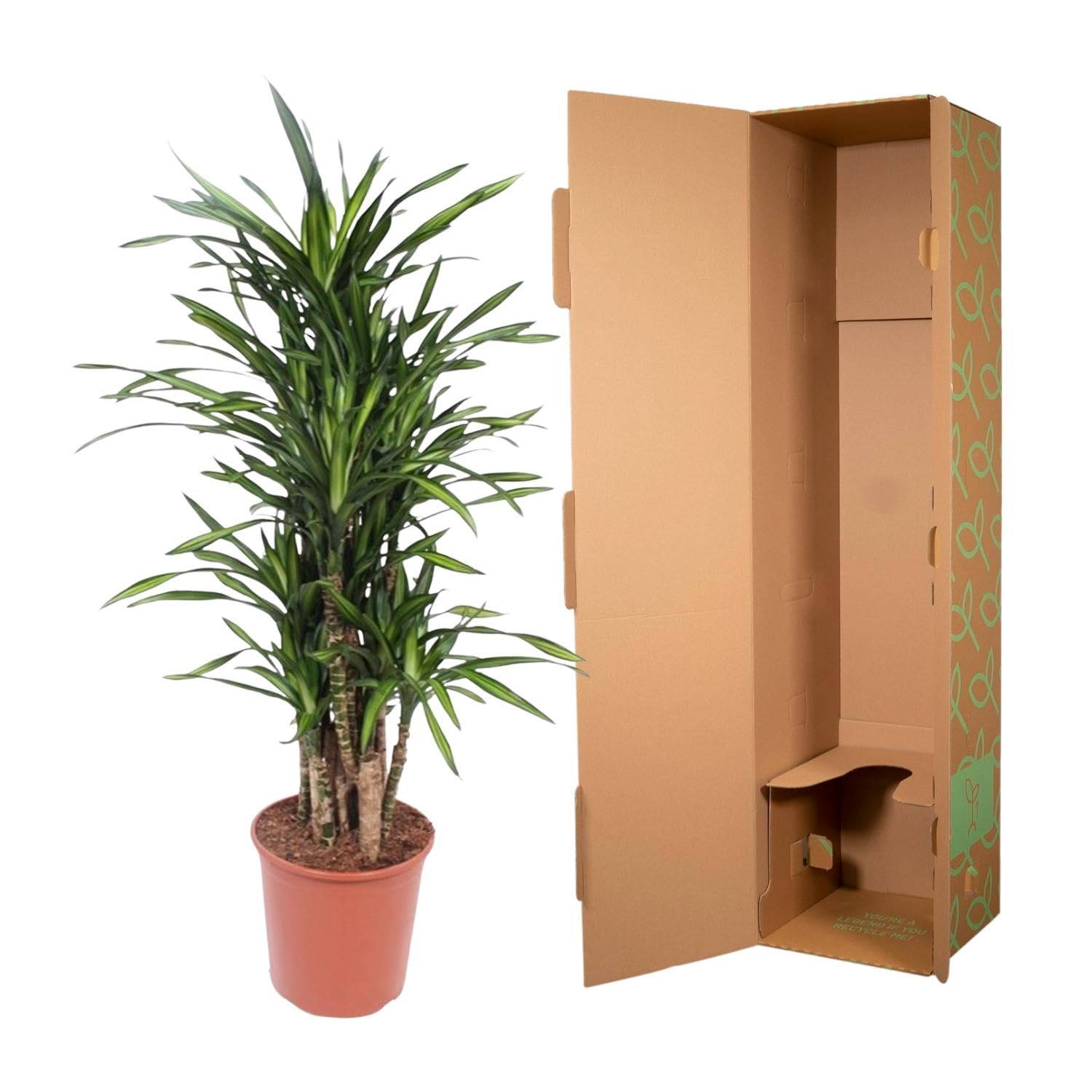 Dracaena Riki zielona roślina do użytku wewnątrz i na zewnątrz, zielona, 140 cm, Ø 30 cm